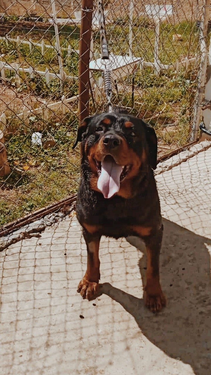 rottweiler