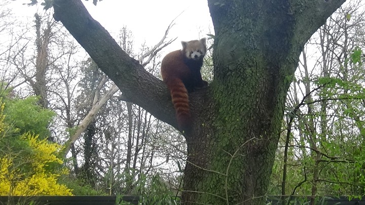 red panda