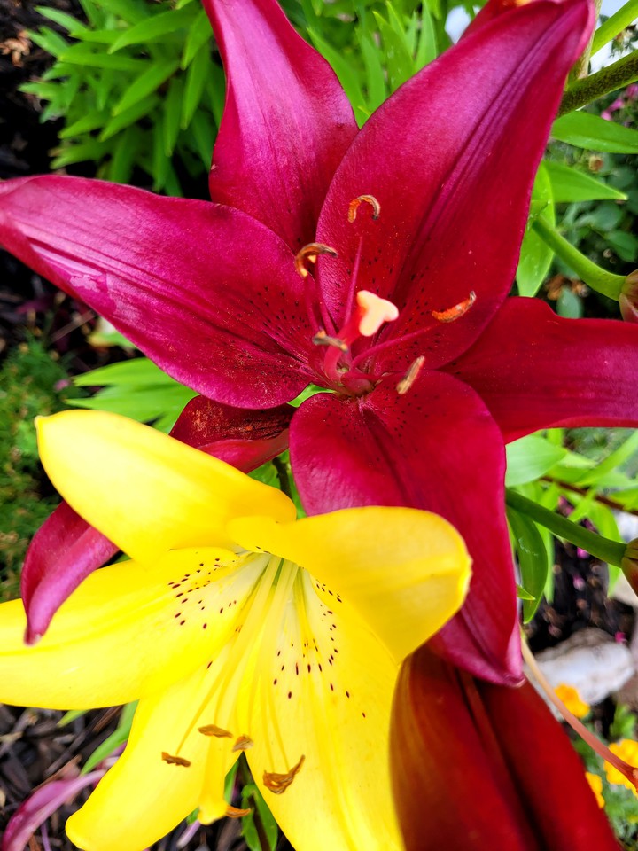 lily