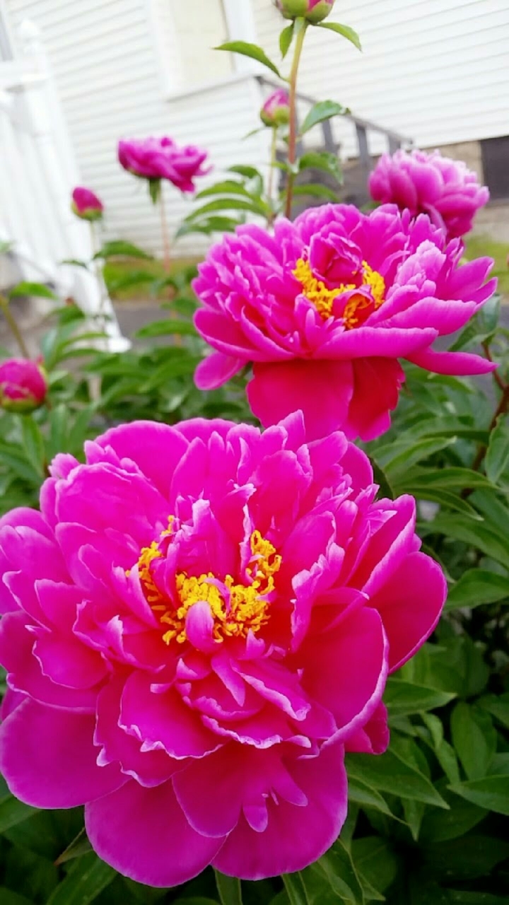 Pink Peonies