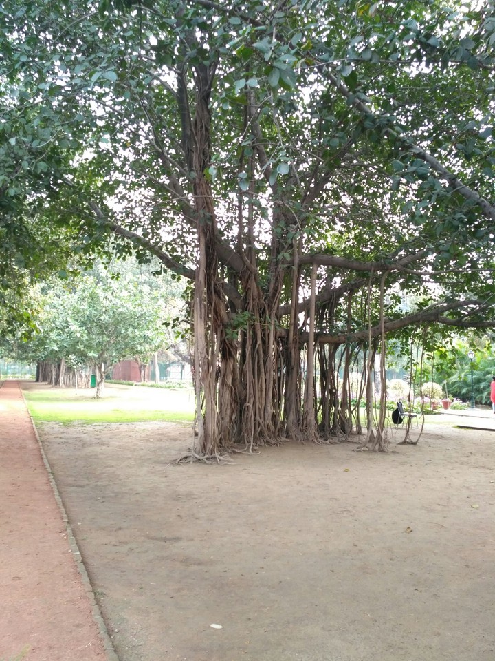 Banyan tree