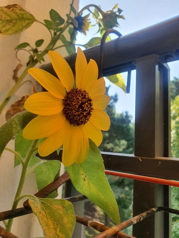 tournesol