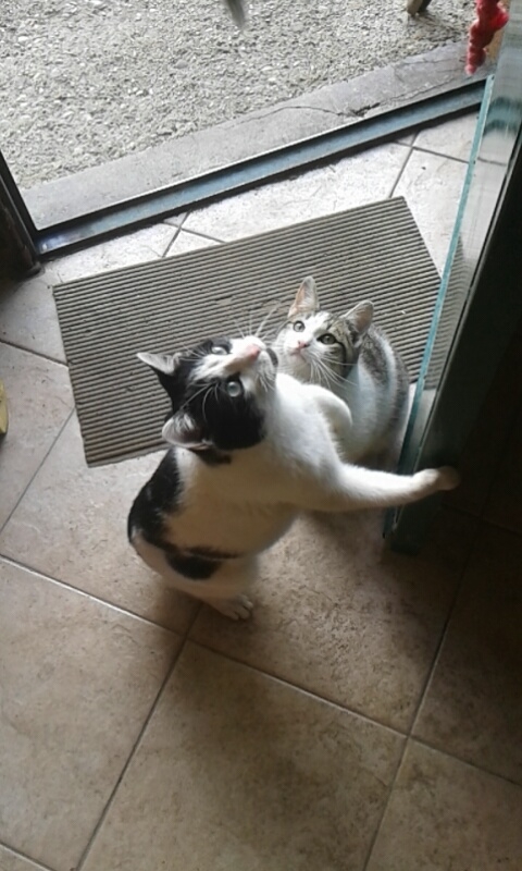 cat