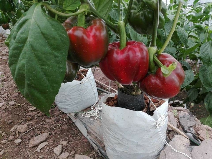 Sweet pepper