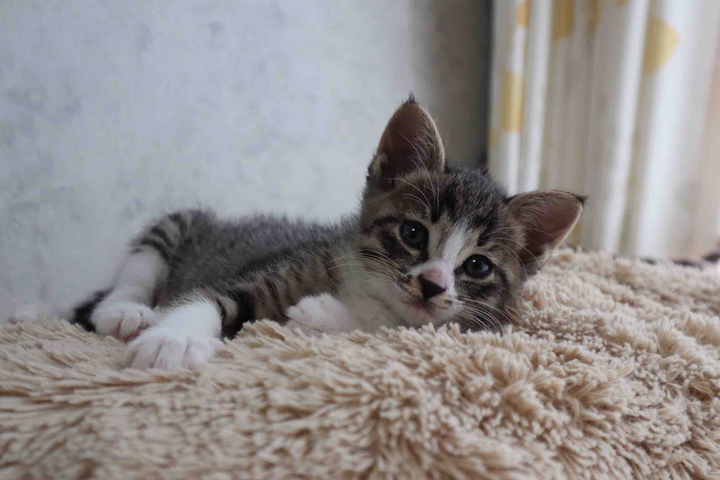 小猫