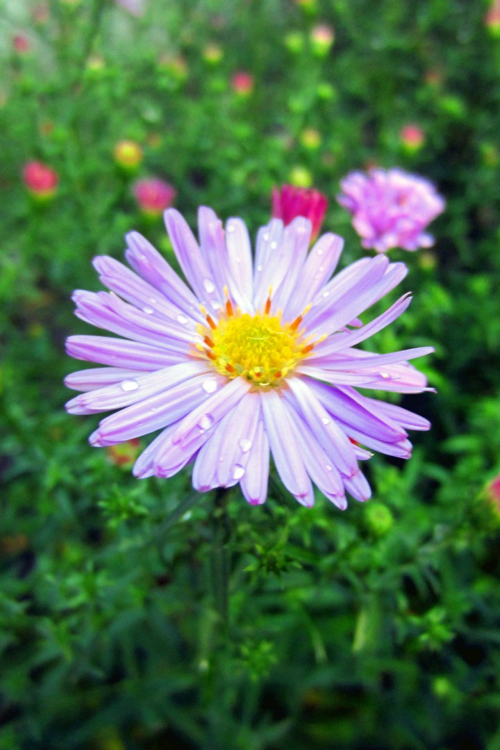 Flower after the rain