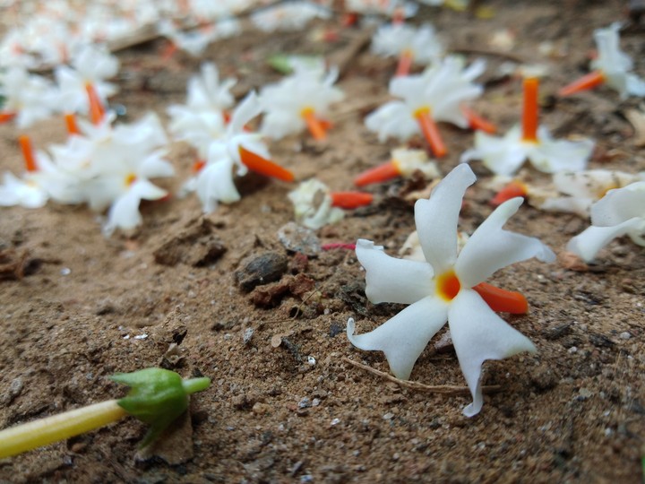winter flowers