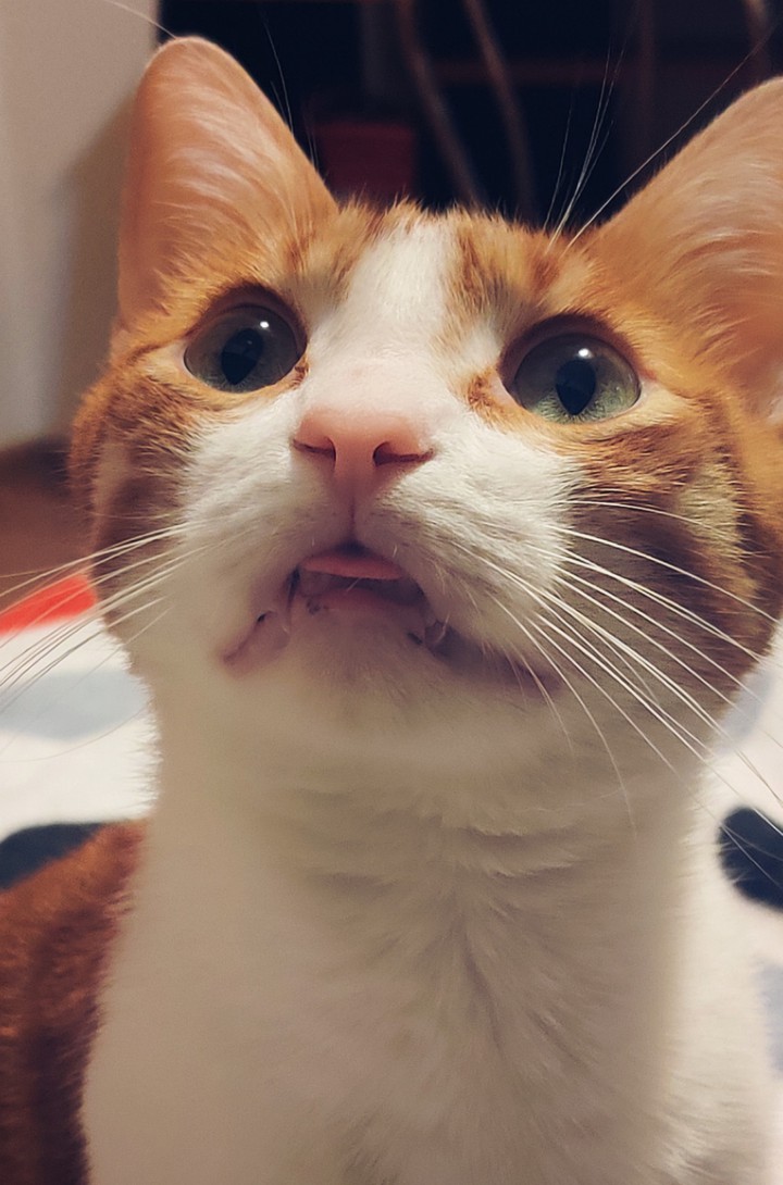 Starring cat
