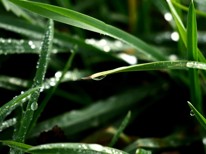 Grashalm, Wiese, Regentropfen, Wassertropfen