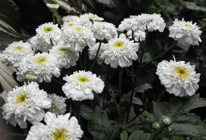 Little White Ones