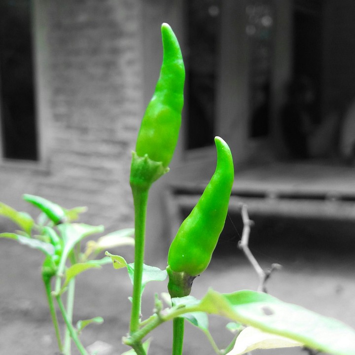 beautiful chili