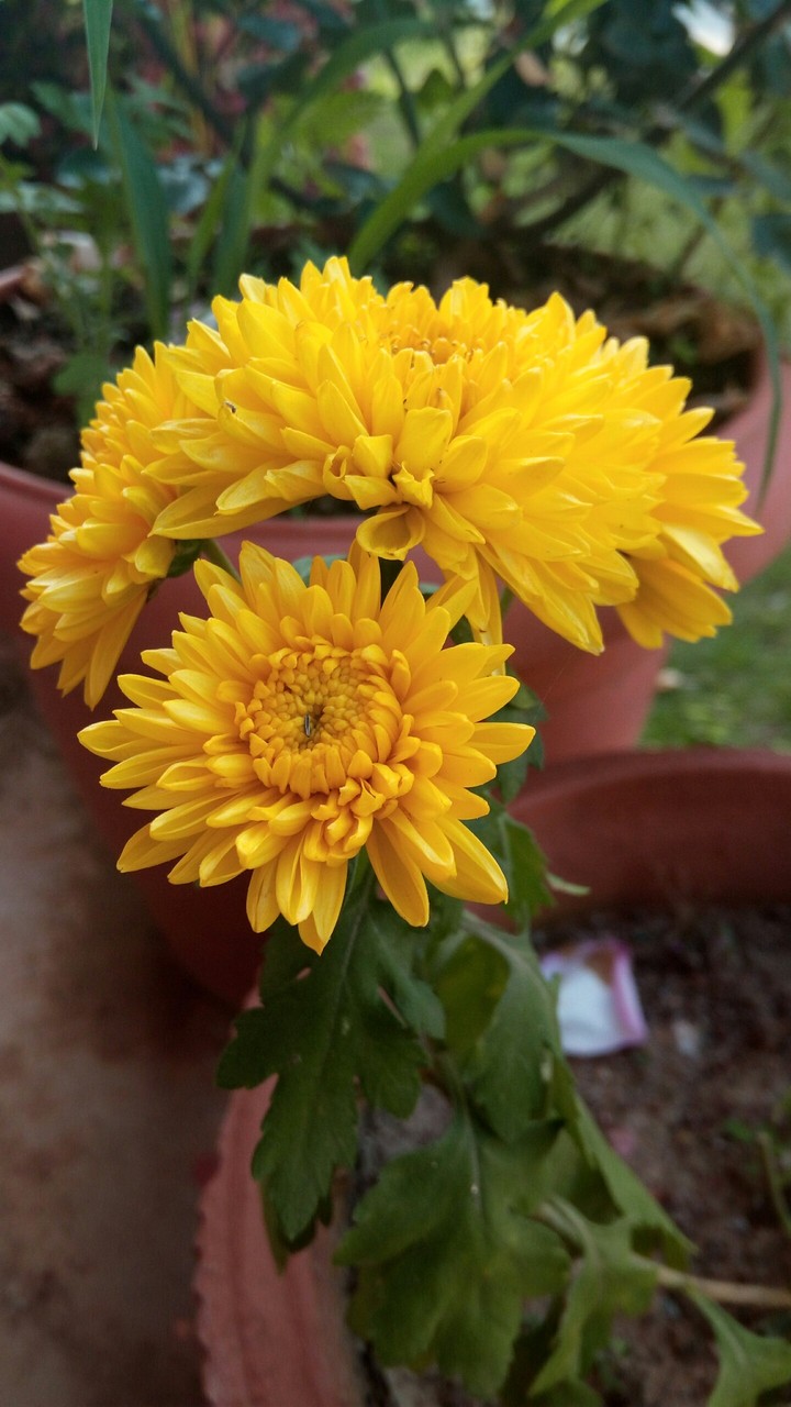 flowers