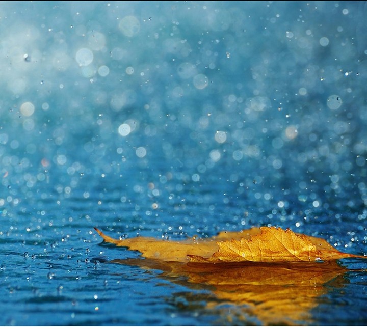 leaf