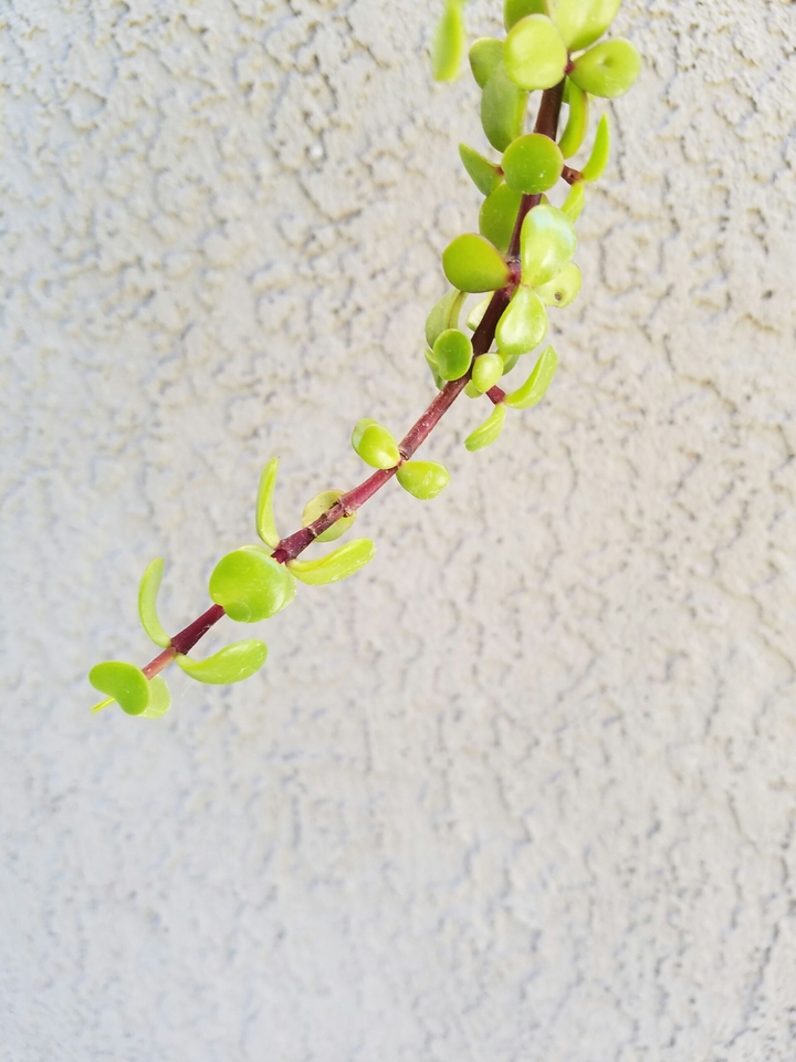 A hanging vine
