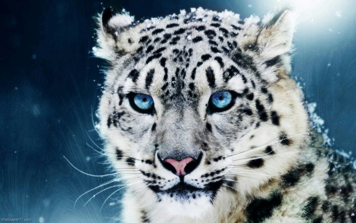 White Tiger.