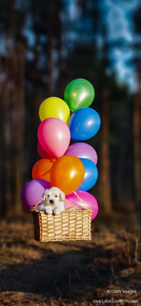 puppy