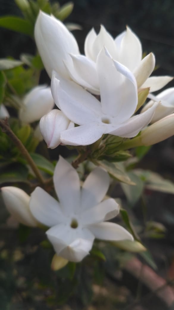 flowers