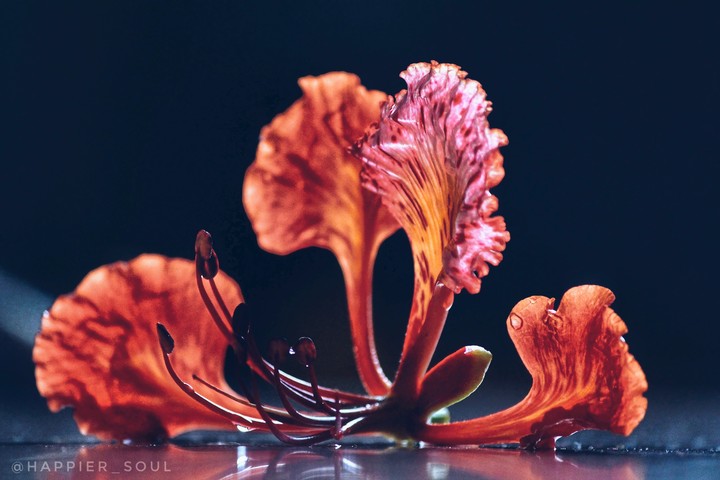 Delonix regia