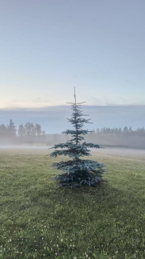 sfondi conifers, larch