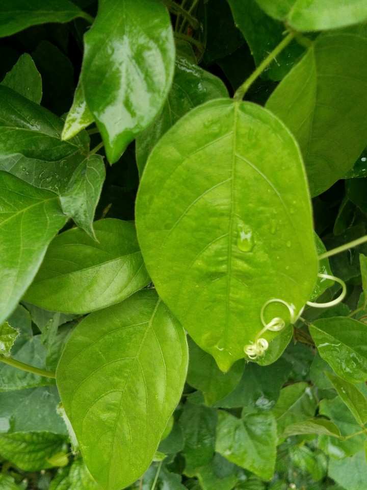 Green Tree