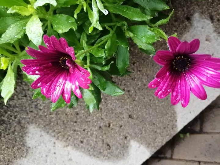 Fuchsia Margaret