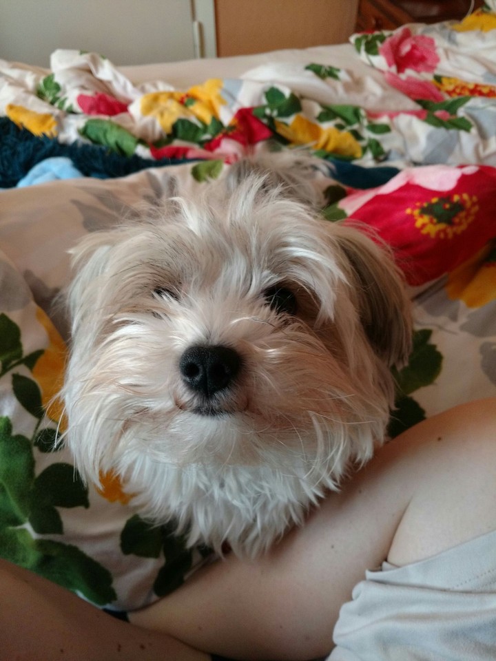 Yoshi
