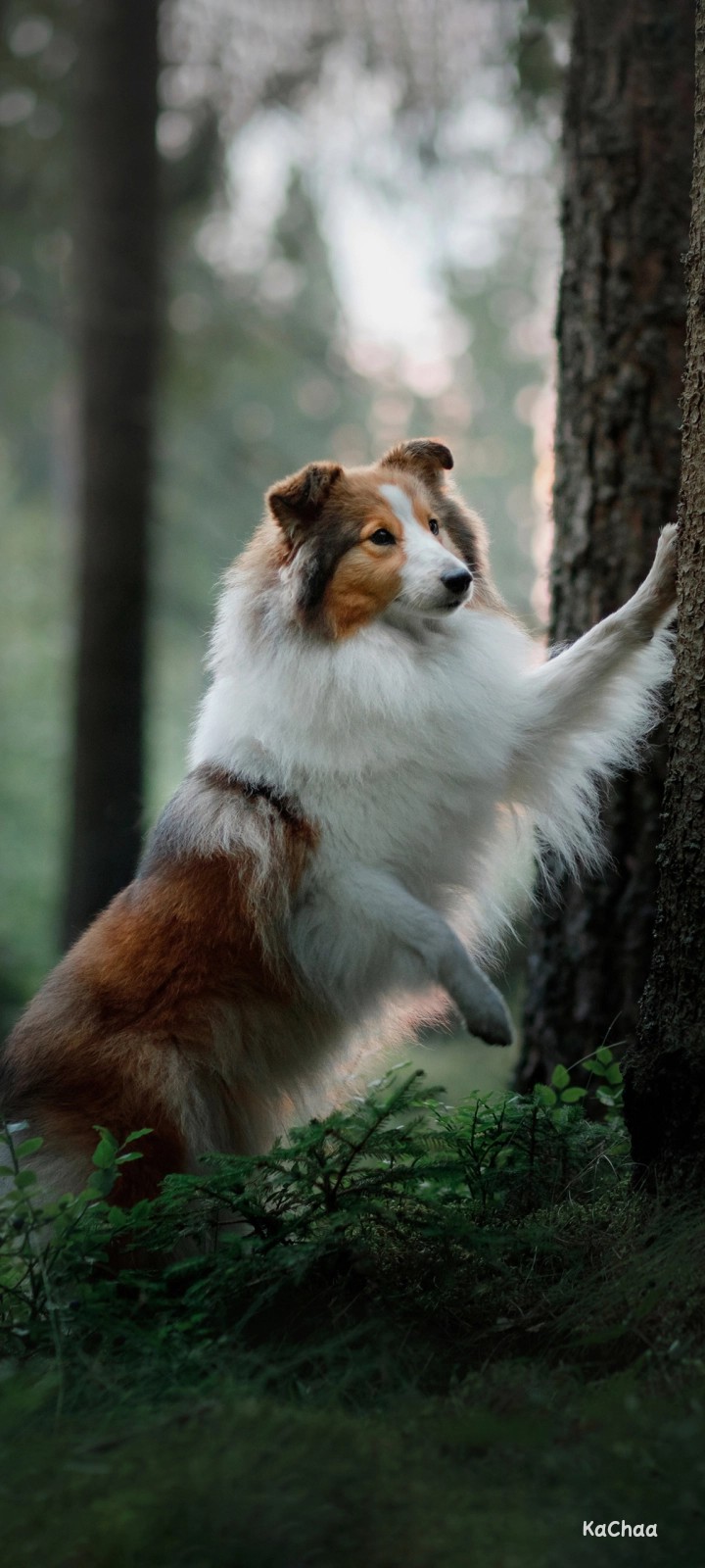 collie dog