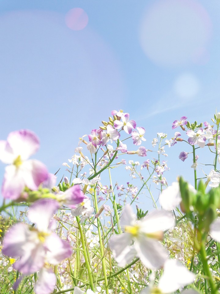 #flowers