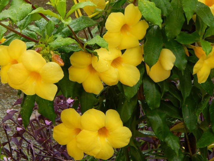 Yellow Flower