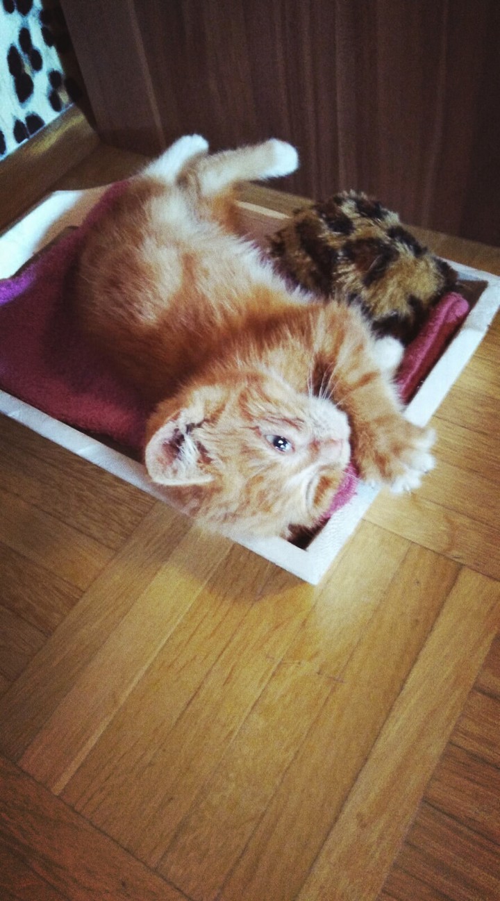 kitty