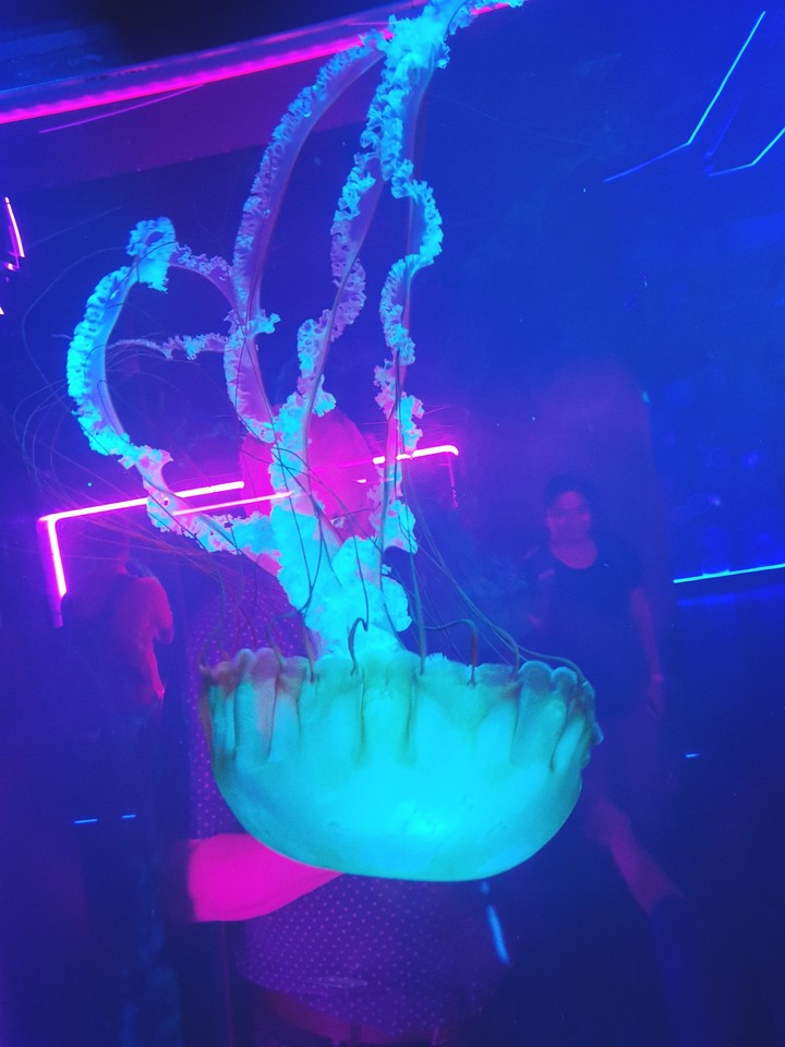 jellyfish