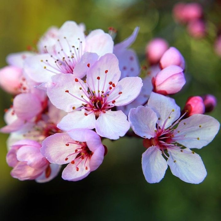spring