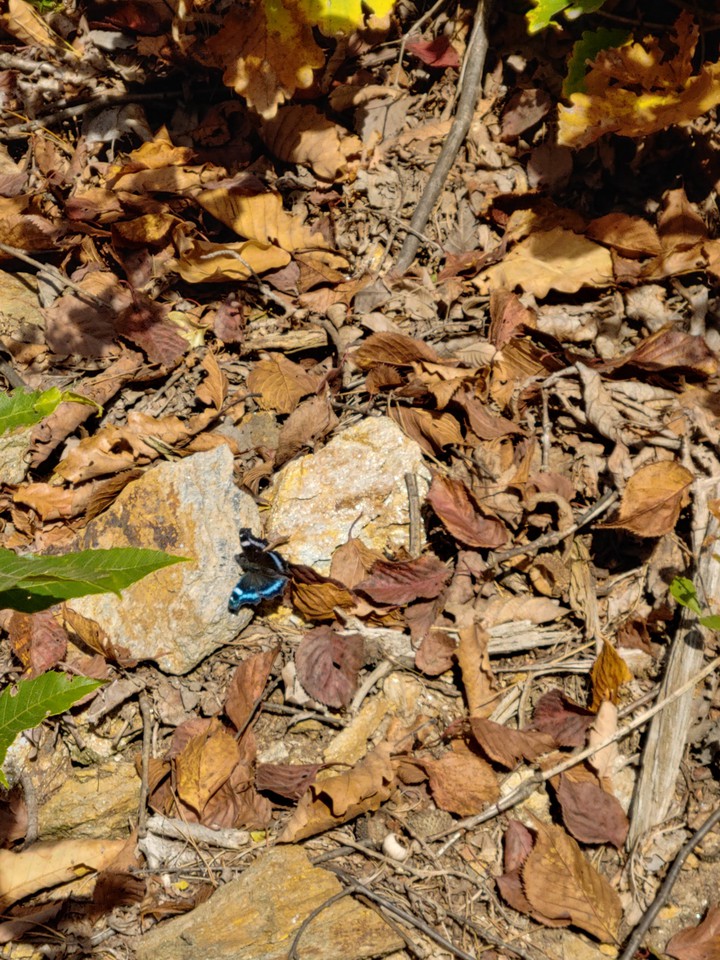 butterfly