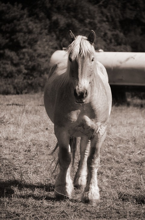 horse