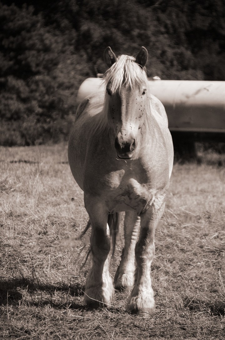 horse