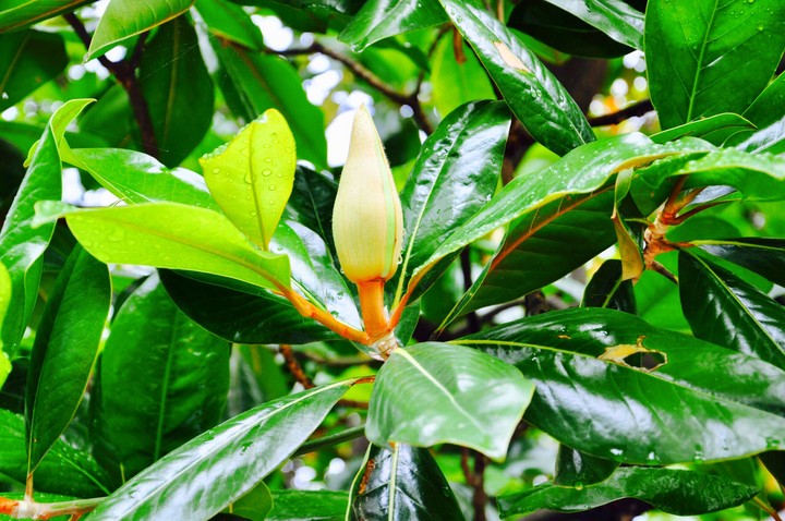 plant