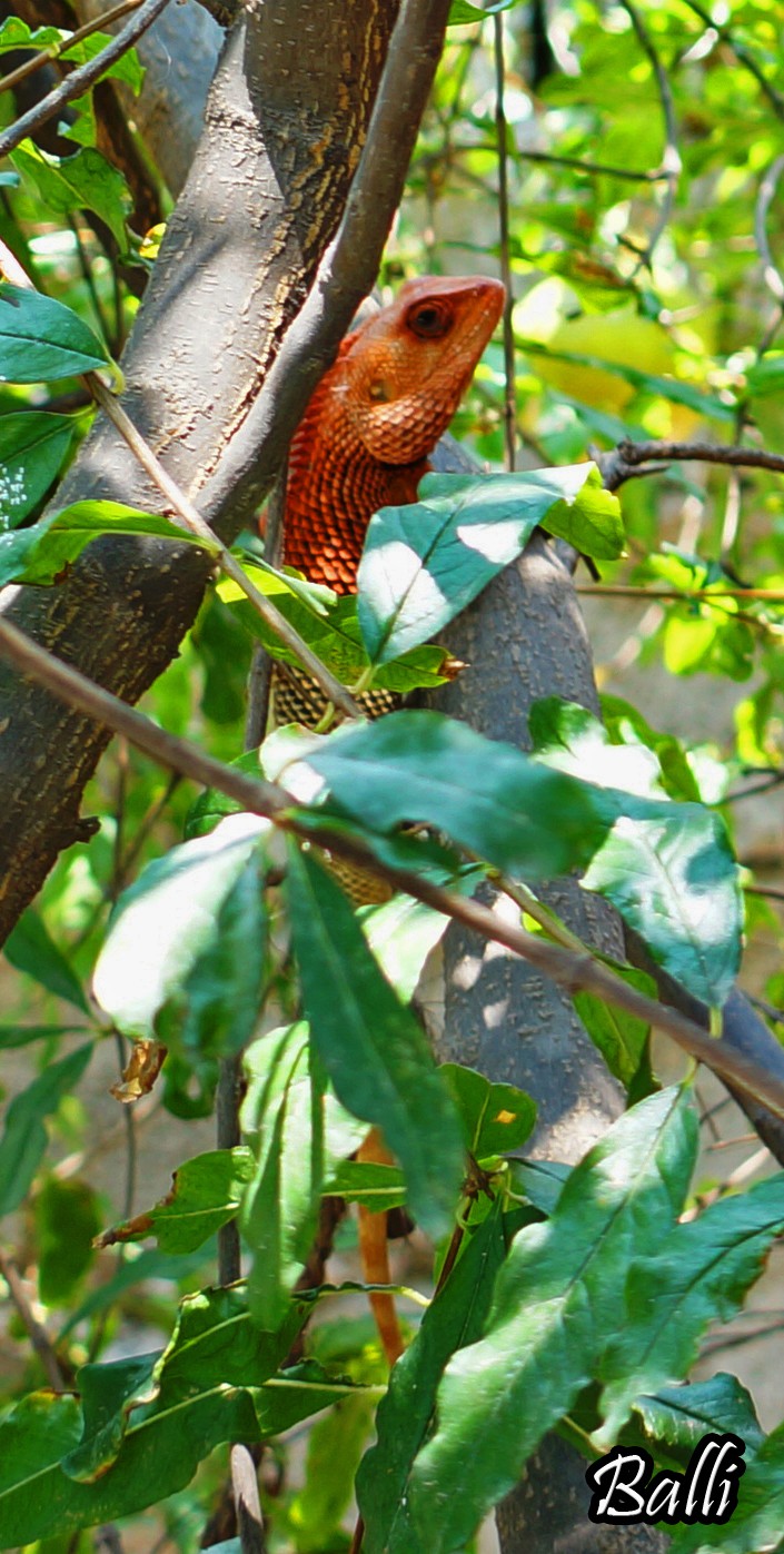 red garden lizard