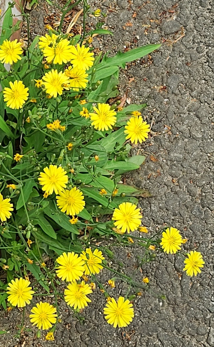 들꽃