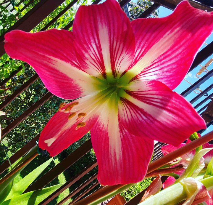 flower power