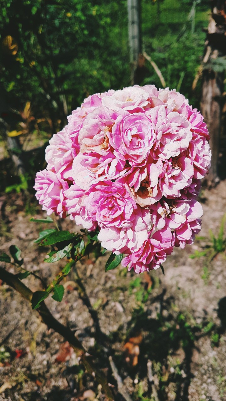 Flores 3