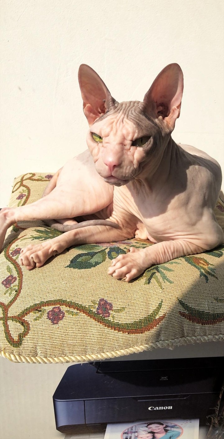 kat