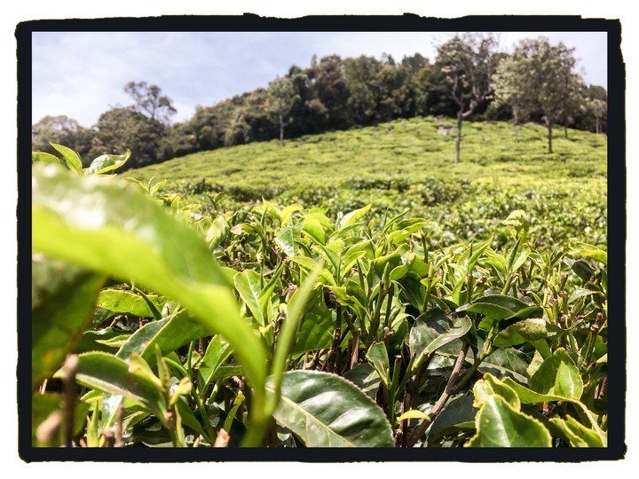 Tea Estate