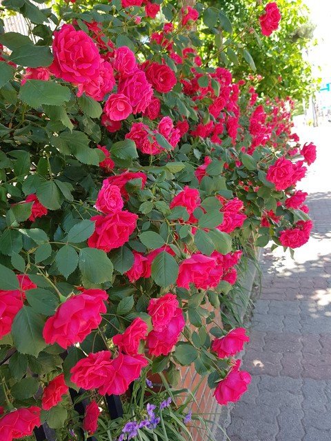 shrub, flower壁紙