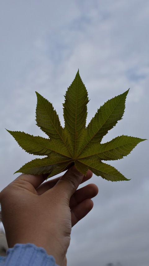 leaf