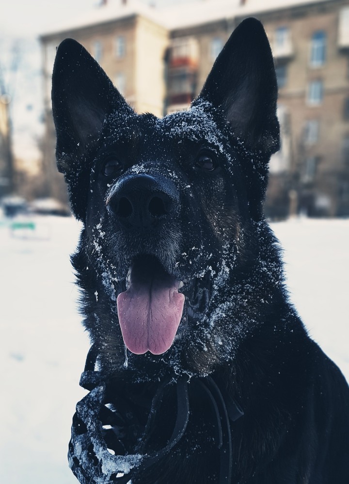 Любимчик❤