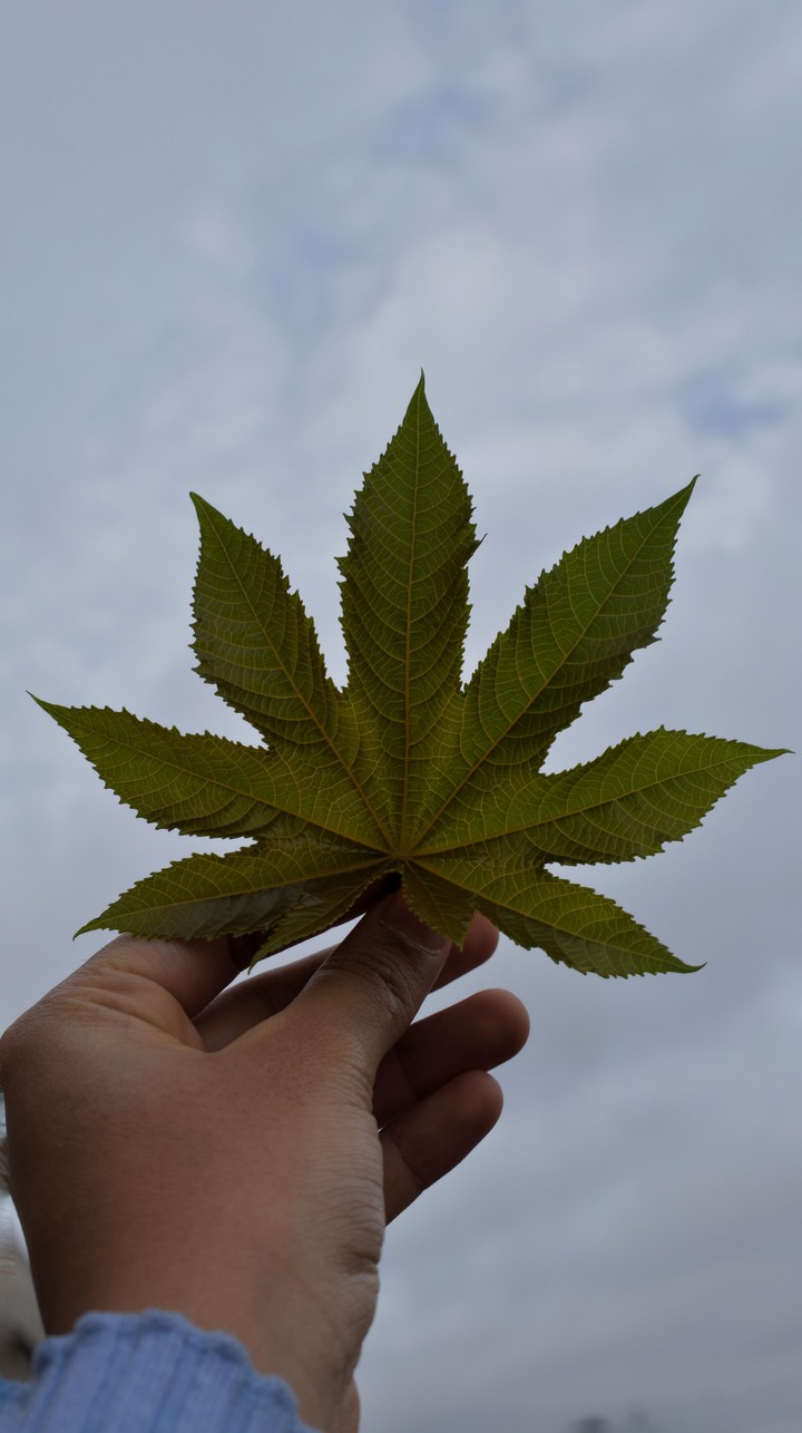 leaf