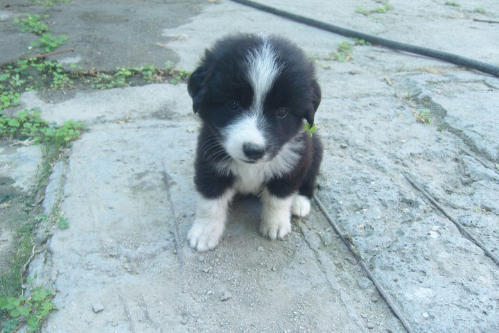 dog