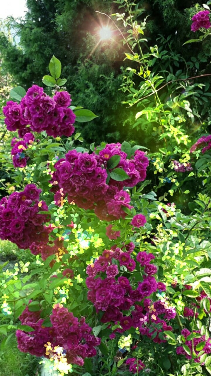 rose