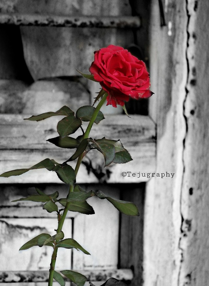 roses