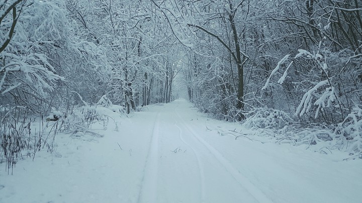 Weißer Winter wald